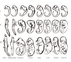 Ontogénesis de la mente