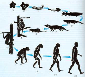 La evolución