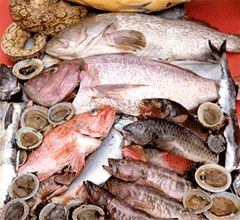 Distintos tipos de pescado de nuestras costas. 