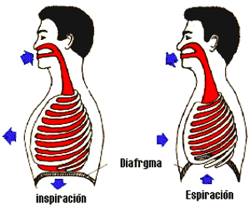 La respiración