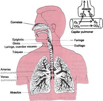 La respiración inestable