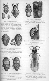 Phylloxera vastratix