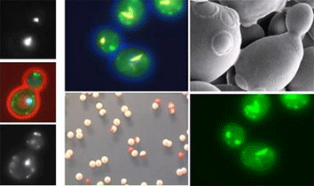 Levaduras Saccharomyces