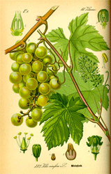 Vitis Vinífera 